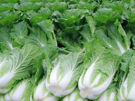 白菜