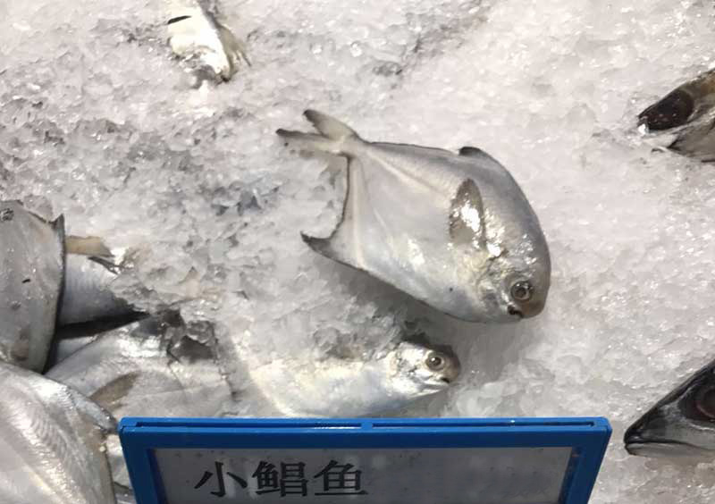 小鲳鱼