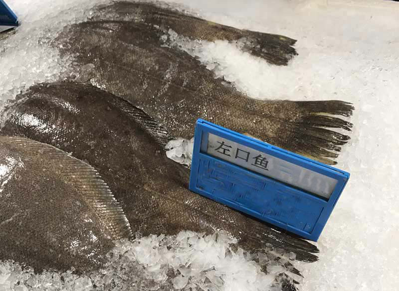 左口鱼